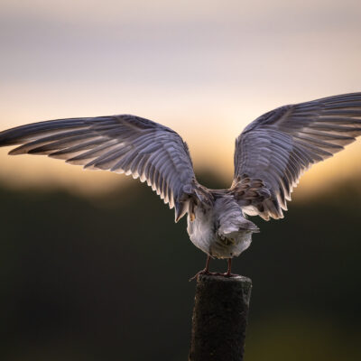Entre ailes
