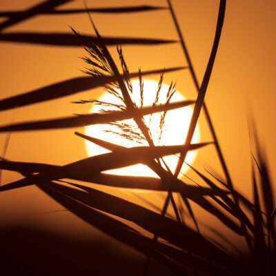 Orange floristique