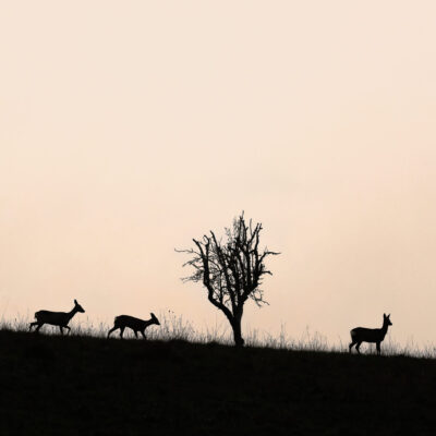 Dans l'ombre d'une ombre