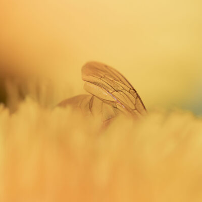 Fragile