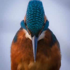 The Kingfisher