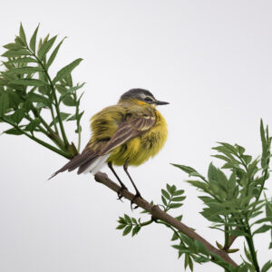 Vert jaune gris