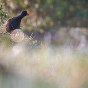 Poule galibulle