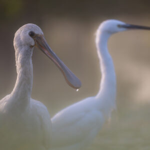 La spatule et l’aigrette