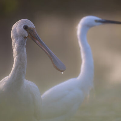 La spatule et l'aigrette