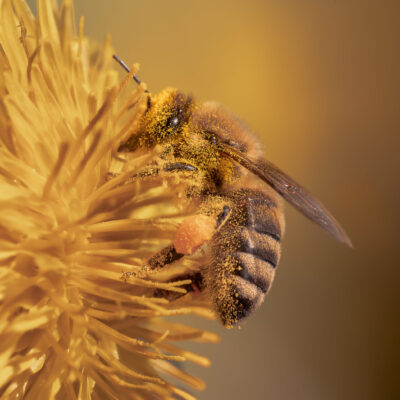 Pollen co'