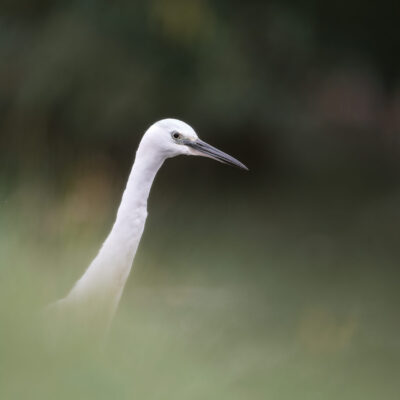 L'apparition
