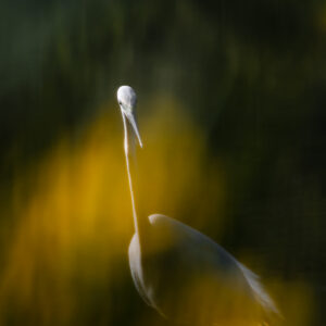 Aigrette impressionniste