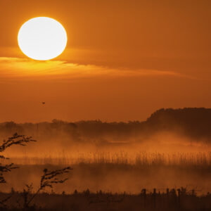 Brume matinale