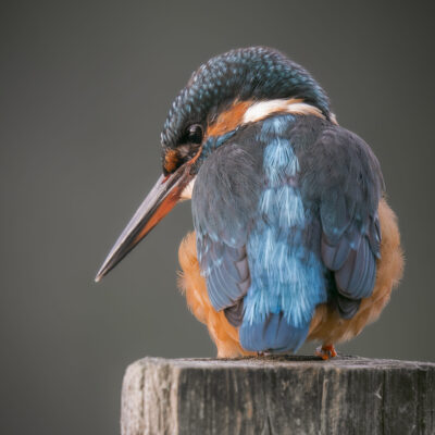La muse bleue