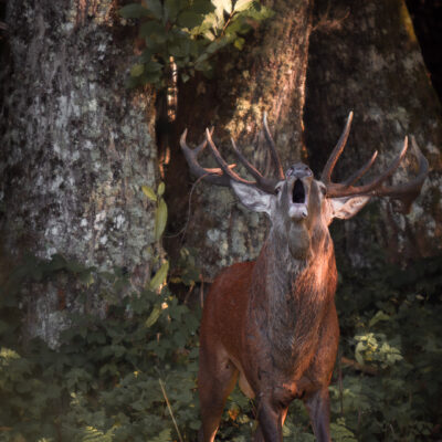 Le roi de la forêt