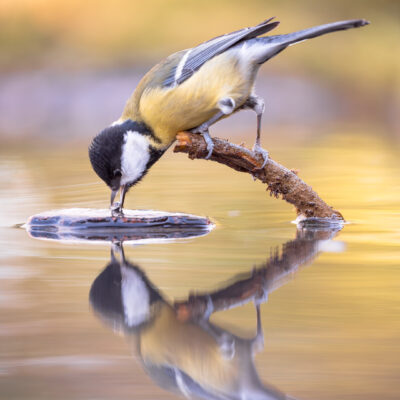 Reflet perché