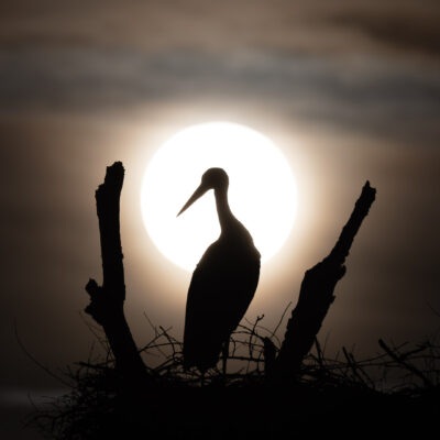 Oiseaux