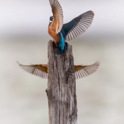 TOTEM