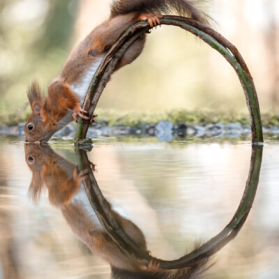 Perfect reflect