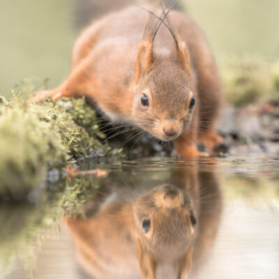 Serious squirrel