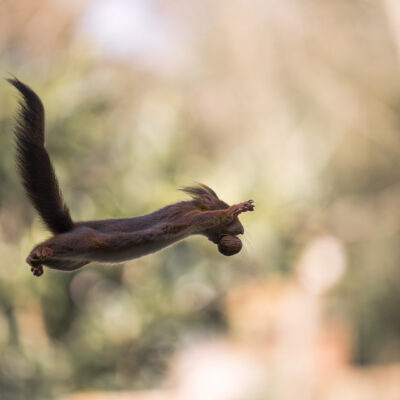 Super Squirrel