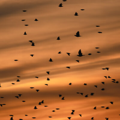 Autre nature