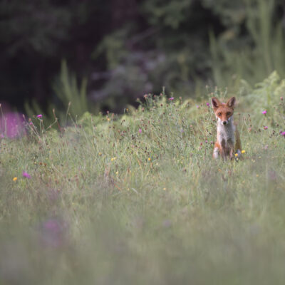 Le renard fleuri