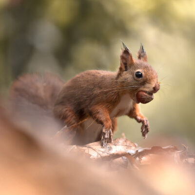 Noisette