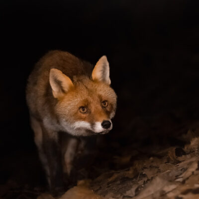 Visite nocturne