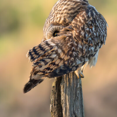 Dans l'oeil du hibou