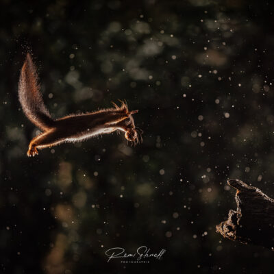 Squirrel Wars