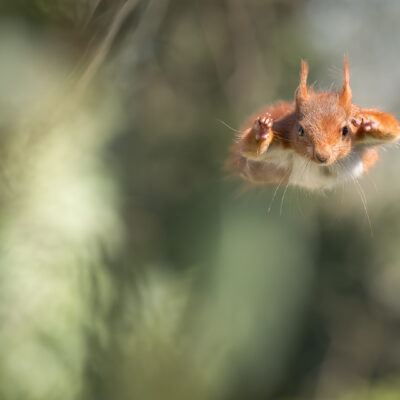 Super squirrel is back !