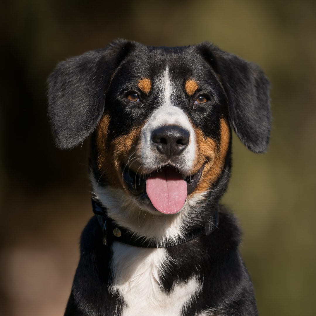 page shooting portrait chien sourire tire la langue