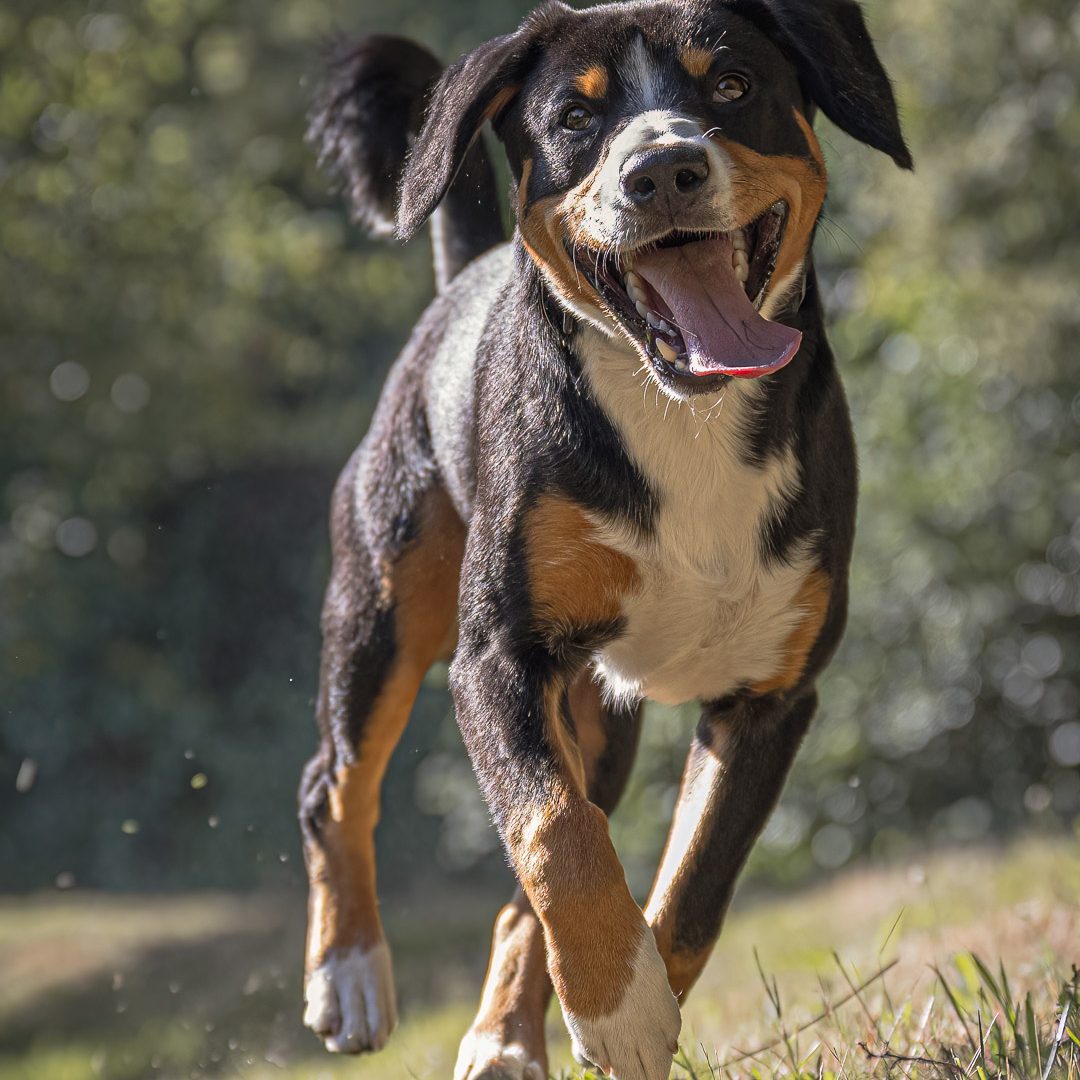 page shooting portrait chien qui court heureux