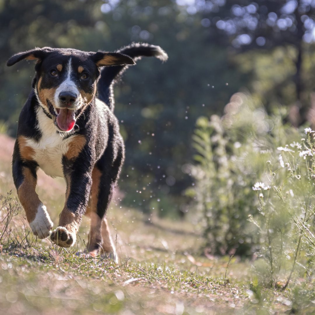 page shooting canin Portrait chien qui coure et tire la langue