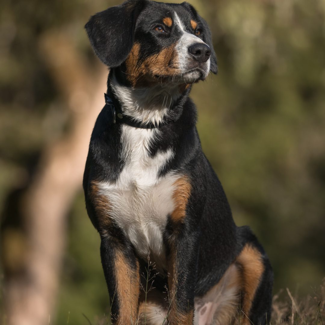 portrait chien profil bois shooting canin