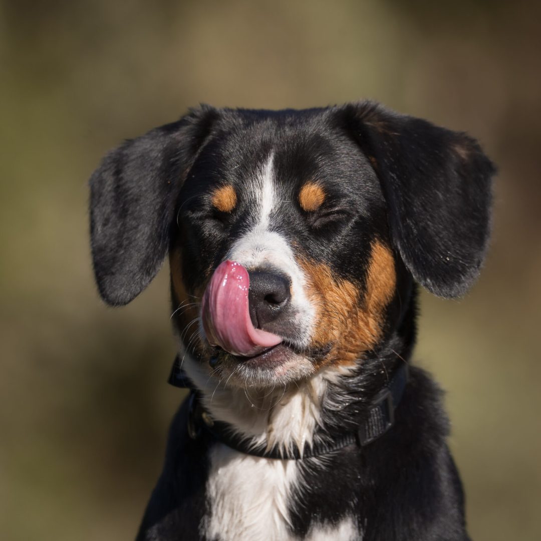 Page shooting portrait chien tire la langue shooting canin